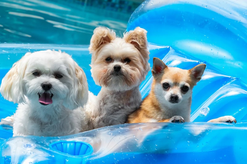 Controlling Humidity in Your Home. Three small dogs on a float in a pool.